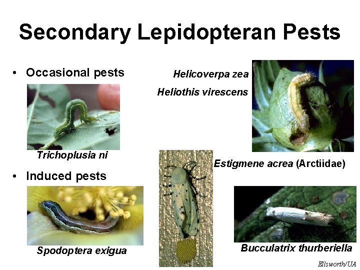 Secondary Lepidopteran Pests • Occasional pests Helicoverpa zea Heliothis virescens Trichoplusia ni Estigmene acrea