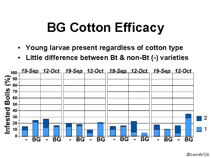 BG Cotton Efficacy • Young larvae present regardless of cotton type • Little difference