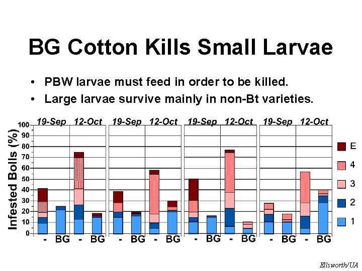 BG Cotton Kills Small Larvae • PBW larvae must feed in order to be
