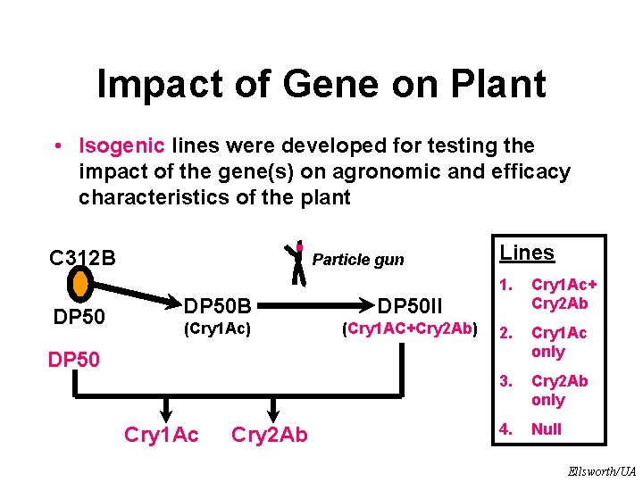 Impact of Gene on Plant • Isogenic lines were developed for testing the impact