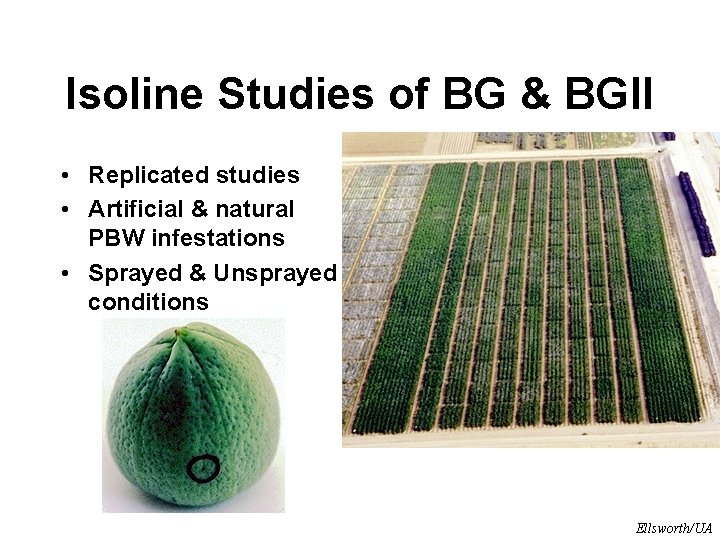 Isoline Studies of BG & BGII • Replicated studies • Artificial & natural PBW