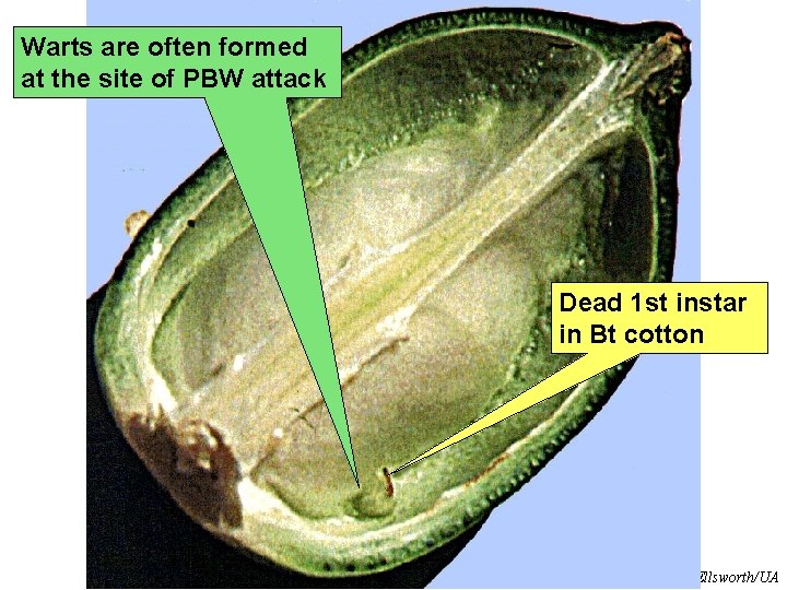 Warts are often formed at the site of PBW attack Dead 1 st instar