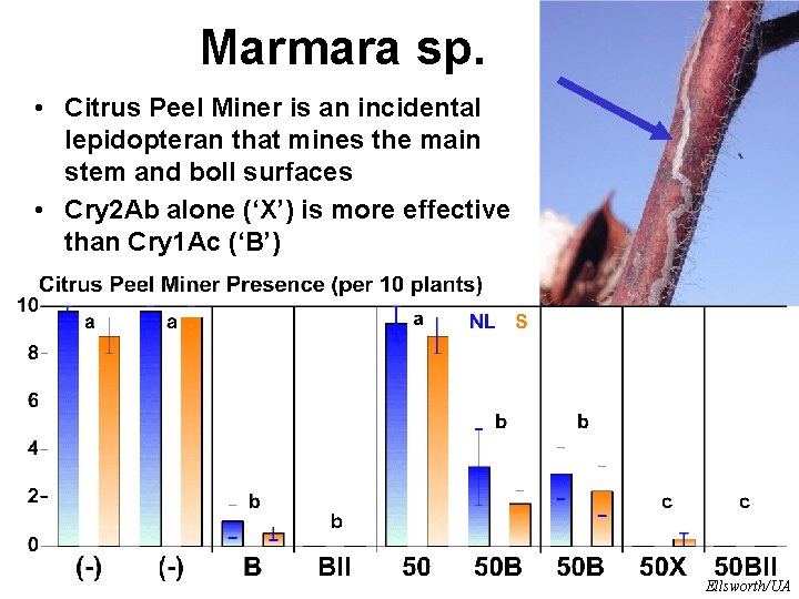 Marmara sp. • Citrus Peel Miner is an incidental lepidopteran that mines the main