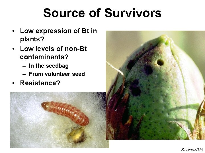 Source of Survivors • Low expression of Bt in plants? • Low levels of