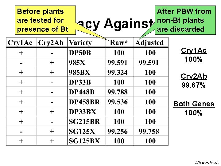 Before plants are tested for presence of Bt After PBW from non-Bt plants are