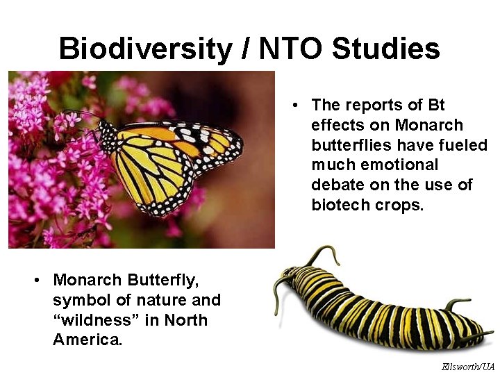Biodiversity / NTO Studies • The reports of Bt effects on Monarch butterflies have