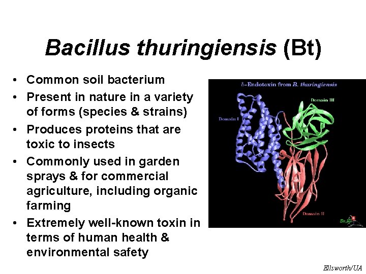 Bacillus thuringiensis (Bt) • Common soil bacterium • Present in nature in a variety