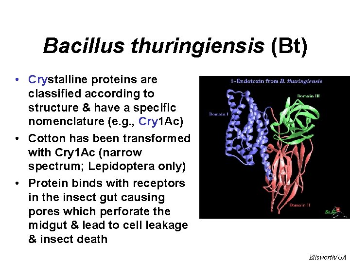Bacillus thuringiensis (Bt) • Crystalline proteins are classified according to structure & have a