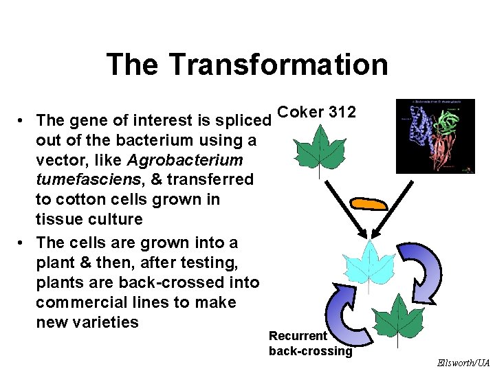 The Transformation • The gene of interest is spliced Coker 312 out of the