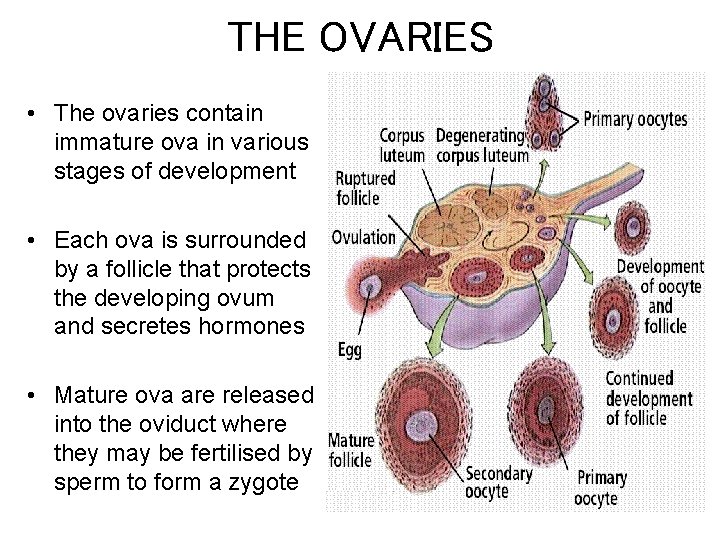 THE OVARIES • The ovaries contain immature ova in various stages of development •