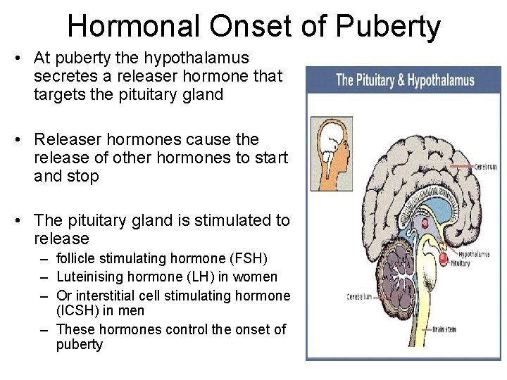 Hormonal Onset of Puberty • At puberty the hypothalamus secretes a releaser hormone that