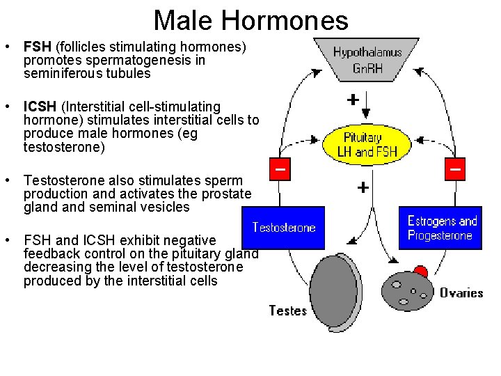 Male Hormones • FSH (follicles stimulating hormones) promotes spermatogenesis in seminiferous tubules • ICSH