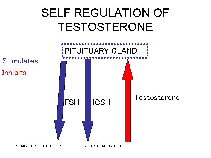 SELF REGULATION OF TESTOSTERONE PITUITUARY GLAND Stimulates Inhibits FSH SEMINIFEROUS TUBULES ICSH INTERSTITIAL CELLS