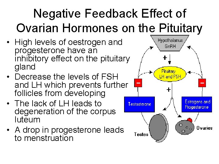 Negative Feedback Effect of Ovarian Hormones on the Pituitary • High levels of oestrogen