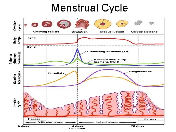 Menstrual Cycle 