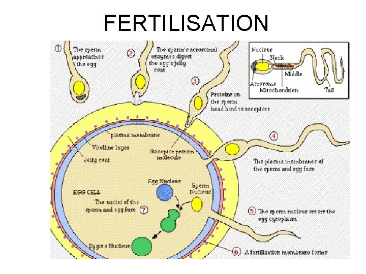 FERTILISATION 