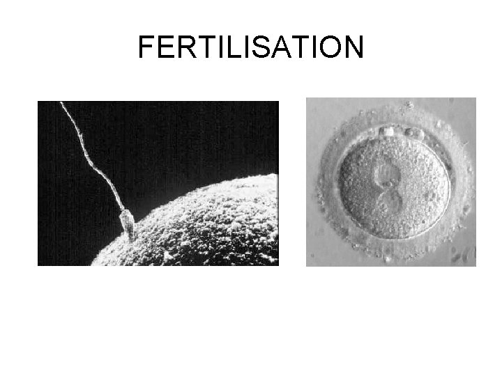 FERTILISATION 