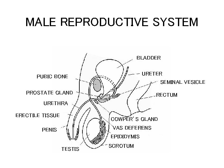 MALE REPRODUCTIVE SYSTEM BLADDER URETER SEMINAL VESICLE PUBIC BONE PROSTATE GLAND RECTUM URETHRA ERECTILE