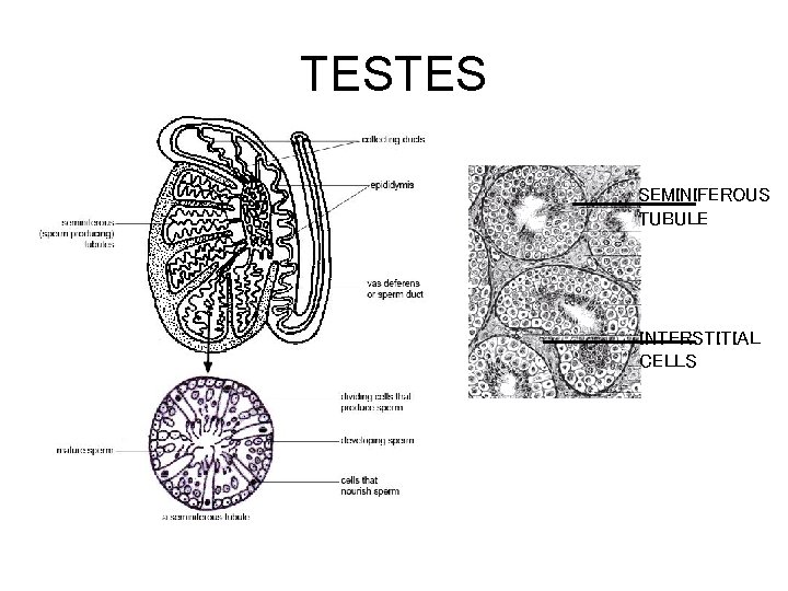 TESTES SEMINIFEROUS TUBULE INTERSTITIAL CELLS 