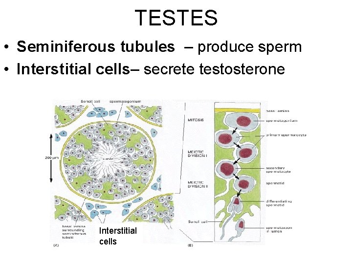 TESTES • Seminiferous tubules – produce sperm • Interstitial cells– secrete testosterone Interstitial cells