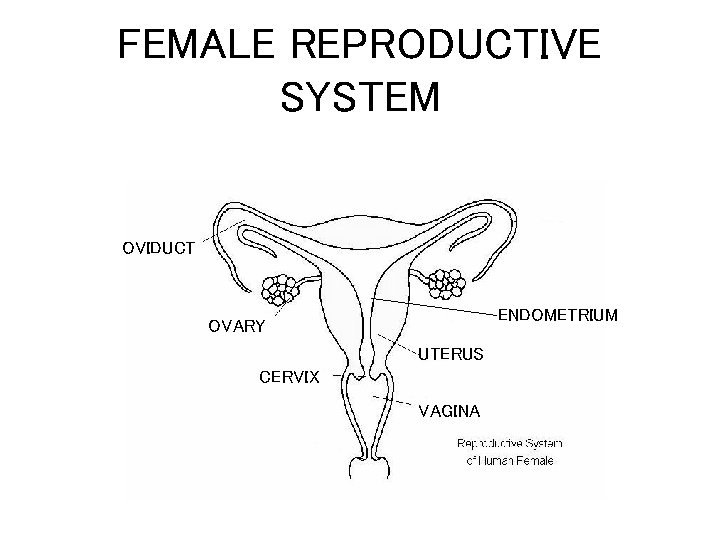 FEMALE REPRODUCTIVE SYSTEM OVIDUCT ENDOMETRIUM OVARY UTERUS CERVIX VAGINA 