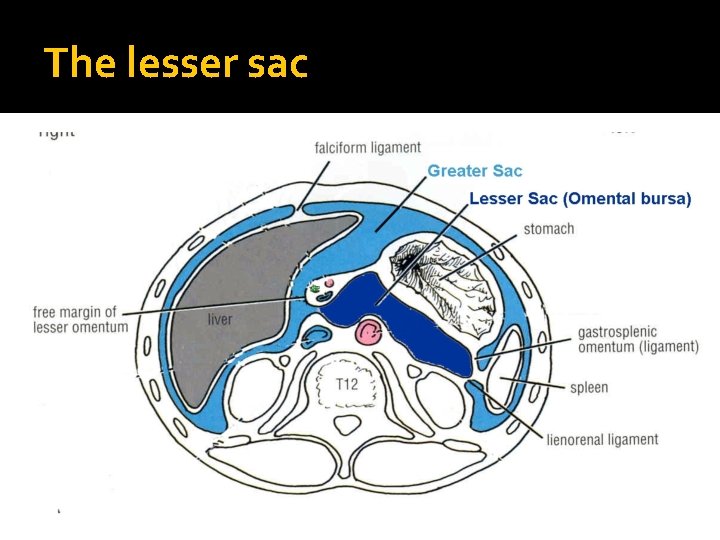 The lesser sac 