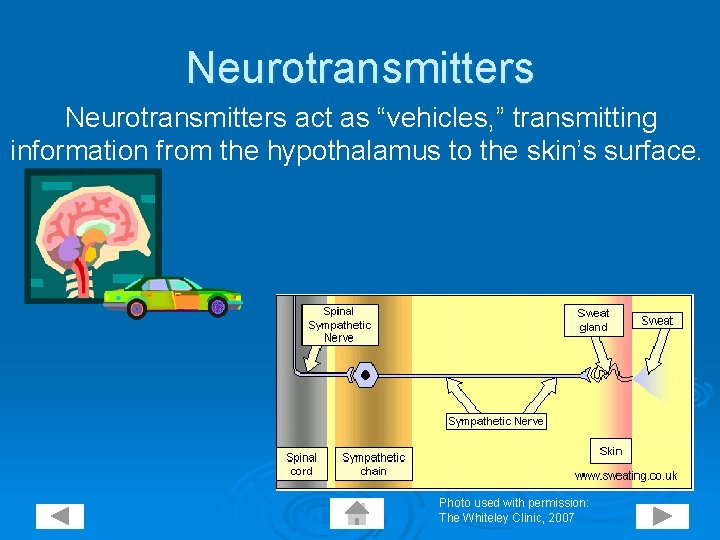 Neurotransmitters act as “vehicles, ” transmitting information from the hypothalamus to the skin’s surface.