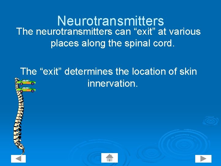 Neurotransmitters The neurotransmitters can “exit” at various places along the spinal cord. The “exit”