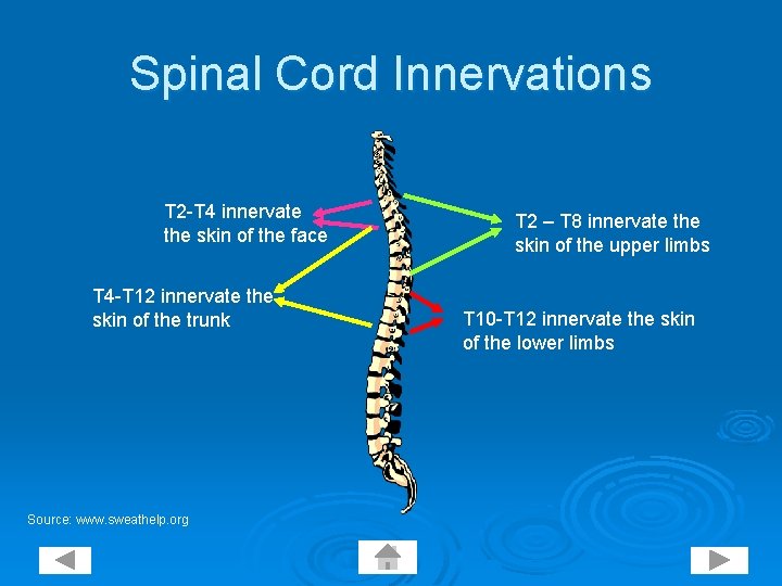 Spinal Cord Innervations T 2 -T 4 innervate the skin of the face T