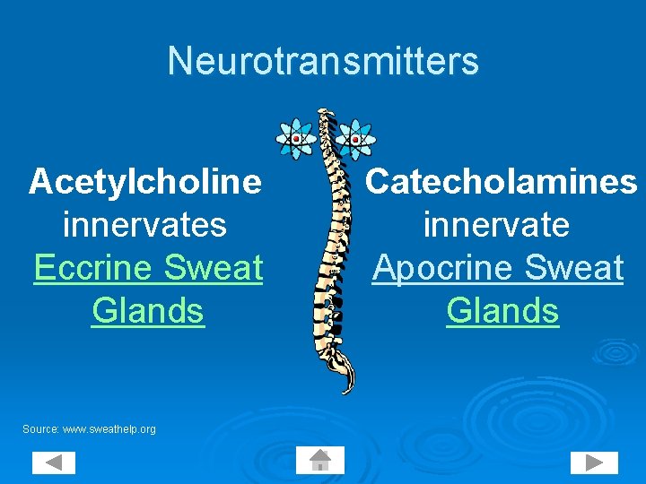 Neurotransmitters Acetylcholine innervates Eccrine Sweat Glands Source: www. sweathelp. org Catecholamines innervate Apocrine Sweat