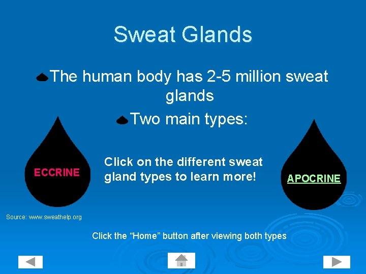 Sweat Glands The human body has 2 -5 million sweat glands Two main types: