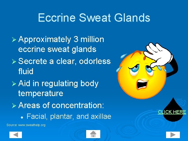 Eccrine Sweat Glands Ø Approximately 3 million eccrine sweat glands Ø Secrete a clear,