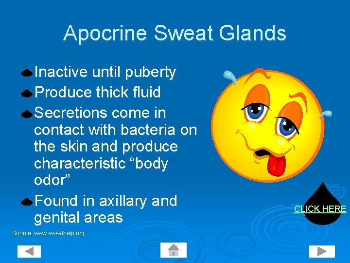 Apocrine Sweat Glands Inactive until puberty Produce thick fluid Secretions come in contact with