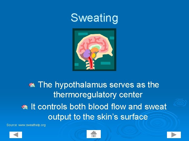 Sweating The hypothalamus serves as thermoregulatory center It controls both blood flow and sweat