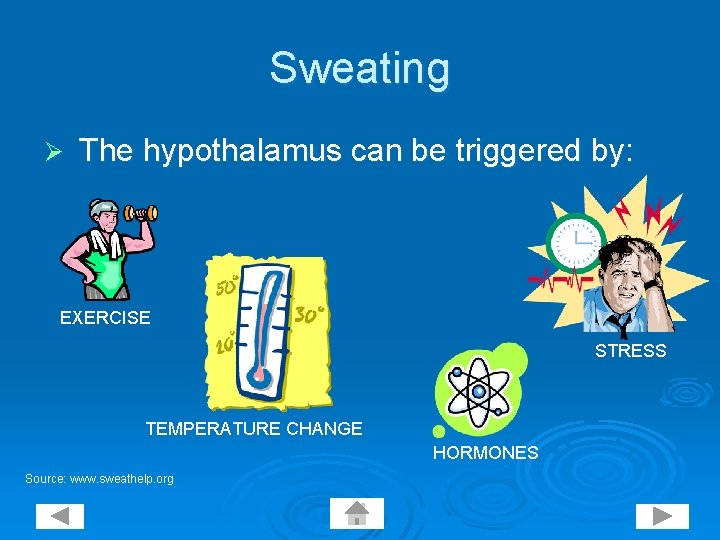 Sweating Ø The hypothalamus can be triggered by: EXERCISE STRESS TEMPERATURE CHANGE HORMONES Source: