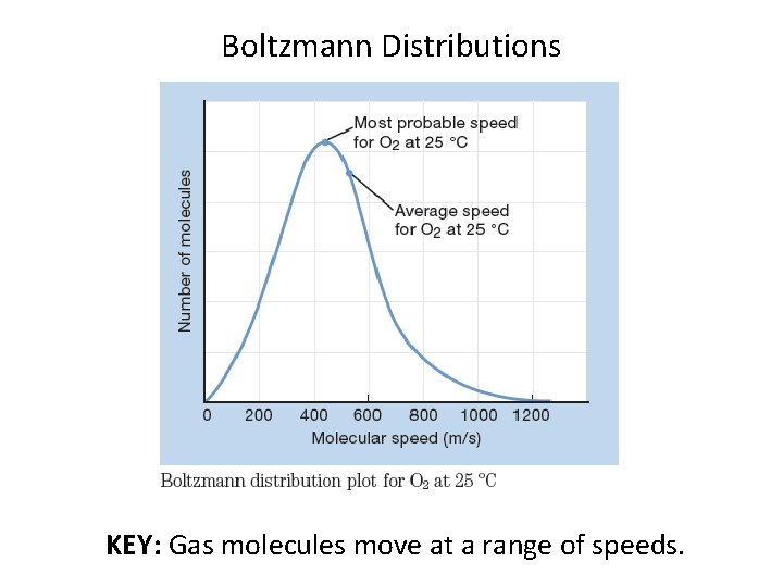 Boltzmann Distributions KEY: Gas molecules move at a range of speeds. Boltzmann Distributions KEY: Gas molecules move at a range of speeds.
