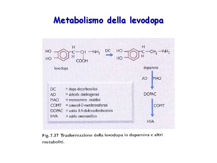 Metabolismo della levodopa 