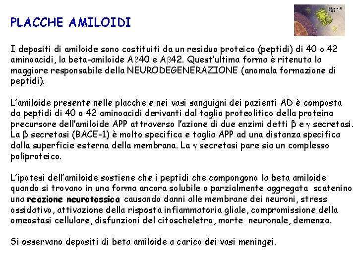 PLACCHE AMILOIDI I depositi di amiloide sono costituiti da un residuo proteico (peptidi) di