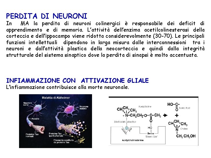 PERDITA DI NEURONI In MA la perdita di neuroni colinergici è responsabile dei deficit PERDITA DI NEURONI In MA la perdita di neuroni colinergici è responsabile dei deficit