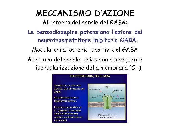 MECCANISMO D’AZIONE All’interno del canale del GABA: Le benzodiazepine potenziano l’azione del neurotrasmettitore inibitorio