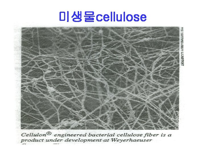 미생물cellulose 