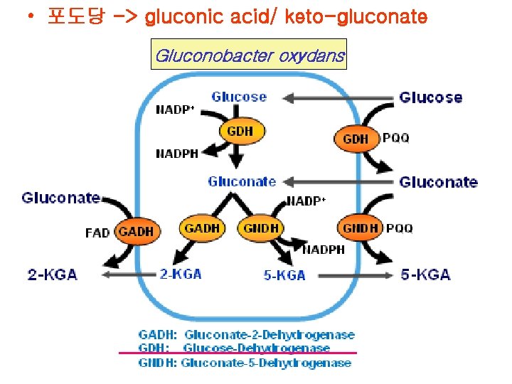  • 포도당 -> gluconic acid/ keto-gluconate Gluconobacter oxydans 