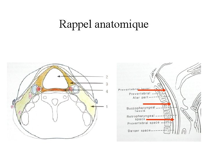 Rappel anatomique 