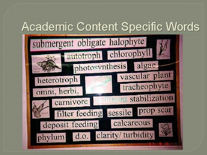 Academic Content Specific Words 