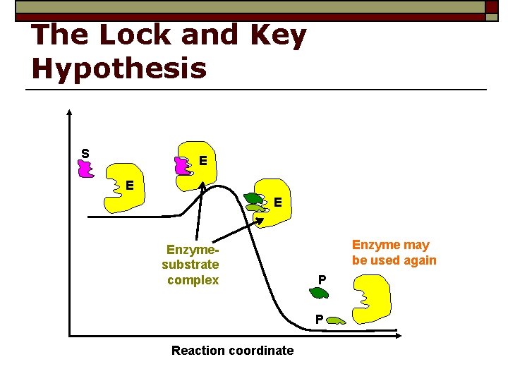 The Lock and Key Hypothesis S E Enzymesubstrate complex Enzyme may be used again