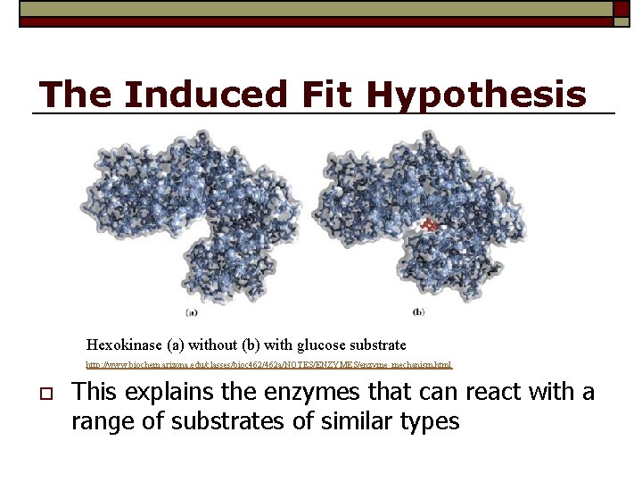 The Induced Fit Hypothesis Hexokinase (a) without (b) with glucose substrate http: //www. biochem.