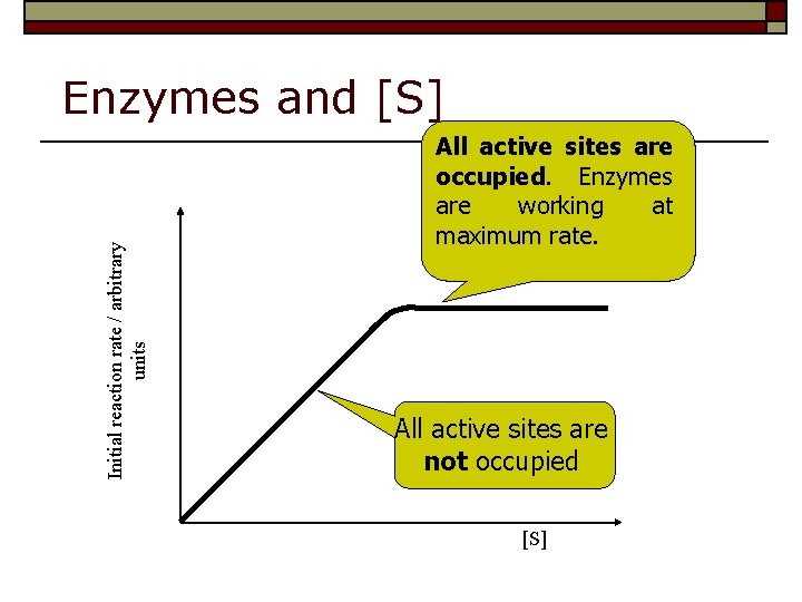 Initial reaction rate / arbitrary units Enzymes and [S] All active sites are occupied.