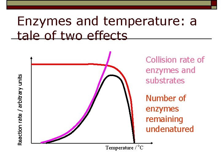 Reaction rate / arbitrary units Enzymes and temperature: a tale of two effects Collision