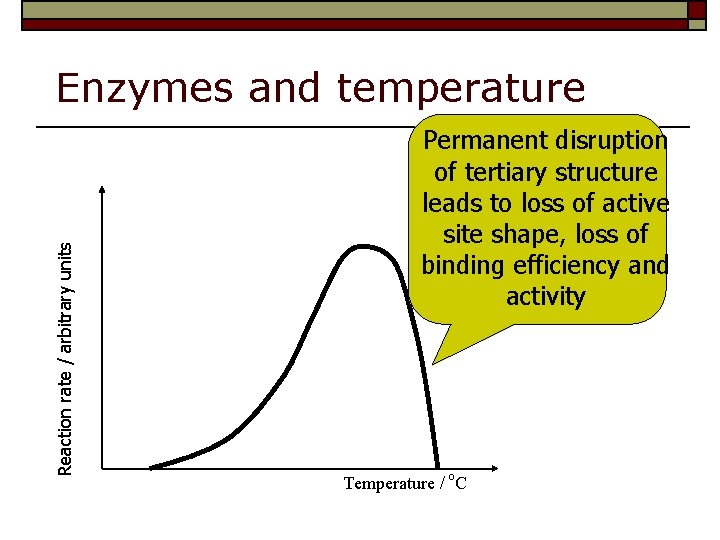 Reaction rate / arbitrary units Enzymes and temperature Permanent disruption of tertiary structure leads