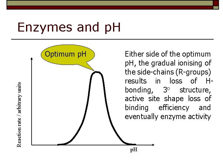 Enzymes and p. H Reaction rate / arbitrary units Optimum p. H Either side